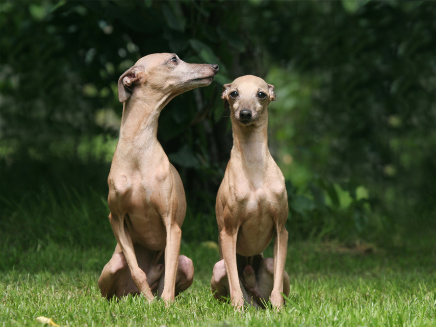 Proud Puppy Love kennel - ACA dog show ribbons, dog, grey-hounds, puppies, breeder, kennel, puppy, for sale, willow springs, mo, missouri, usda, greyhounds